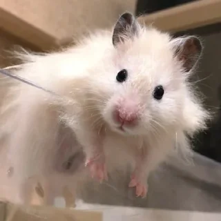 😶