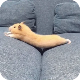 🐹