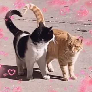 💞