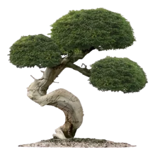 🌳