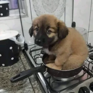 🐶
