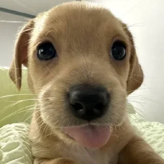 🐶