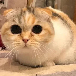 🐱