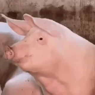 😳