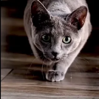 🤩