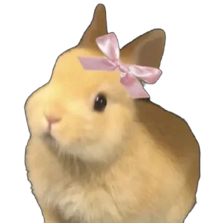 🐇