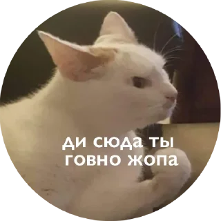 😡