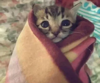 🥺