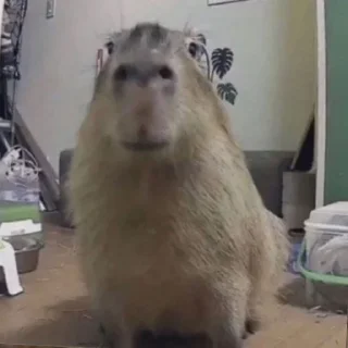 😁