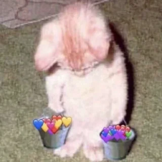 🐱