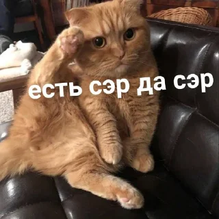 🫡