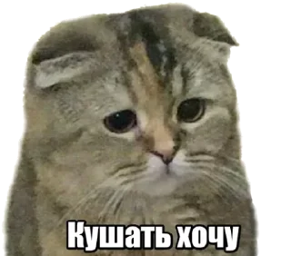 😹
