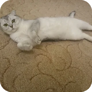 🐱