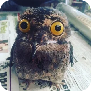 🦉