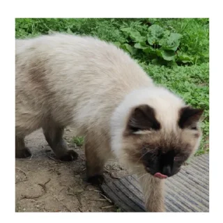 😋