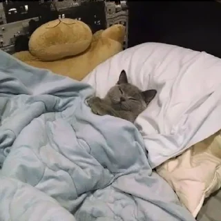 💤