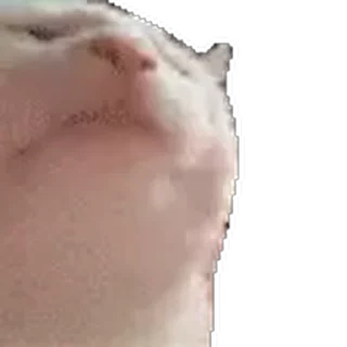 🐱