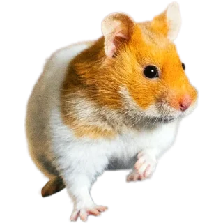 🐹