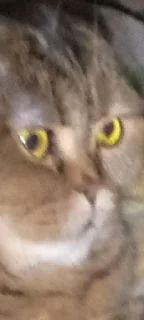 🗿