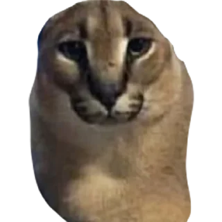 🗿