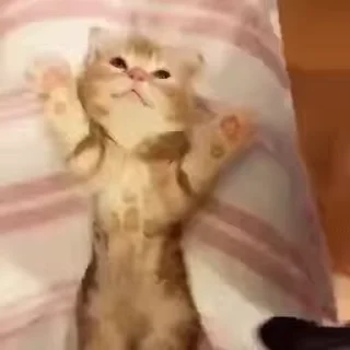😴