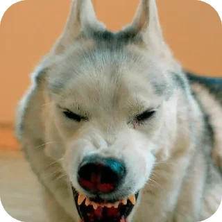 🐶