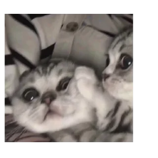 🥺