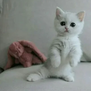 😺