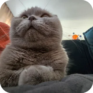 🐱