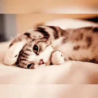 😺