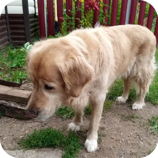🐶