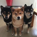 🐶