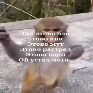🐵