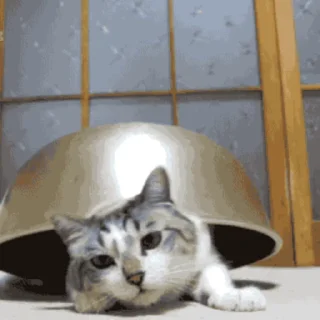 🐱