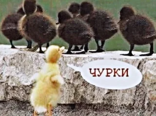 🐣