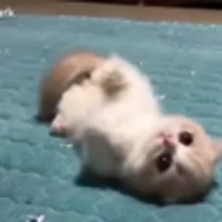 🐈‍⬛