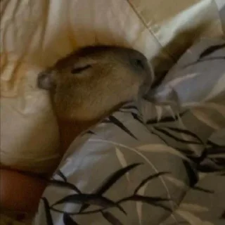 😪
