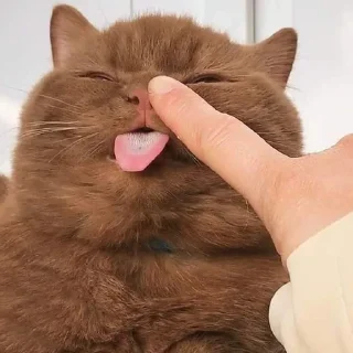 🤎