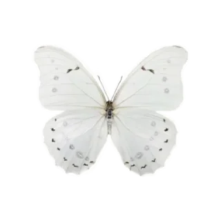 🦋