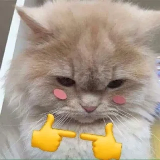 🐱