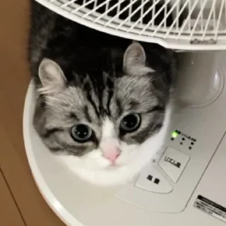 🧇