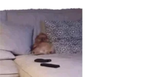 🐈