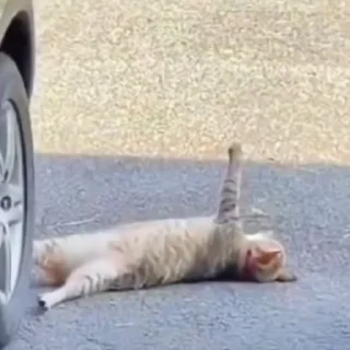 🐈