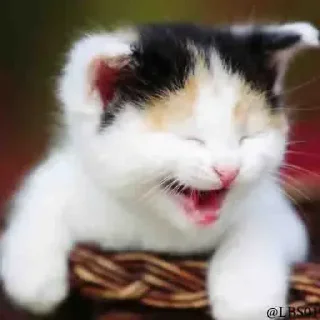 😆