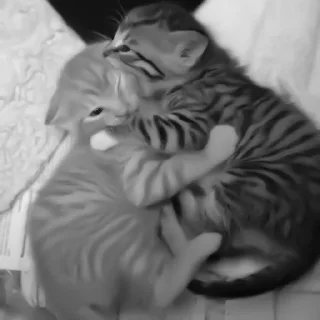 🐈‍⬛️