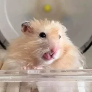 😛