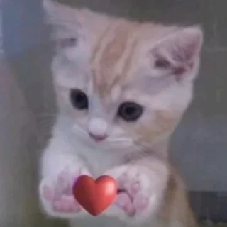 🐱