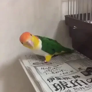 🤩