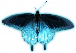 🦋