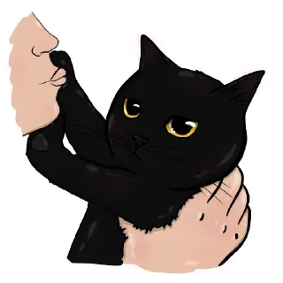 🐈‍⬛